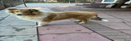 Rough Collie dogs for sale: KC registered 6 month male puppy - Advert 7