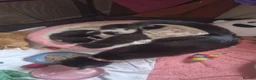 Mixed Breed cats for sale: 2 male kittens for sale in Largs - Advert 7