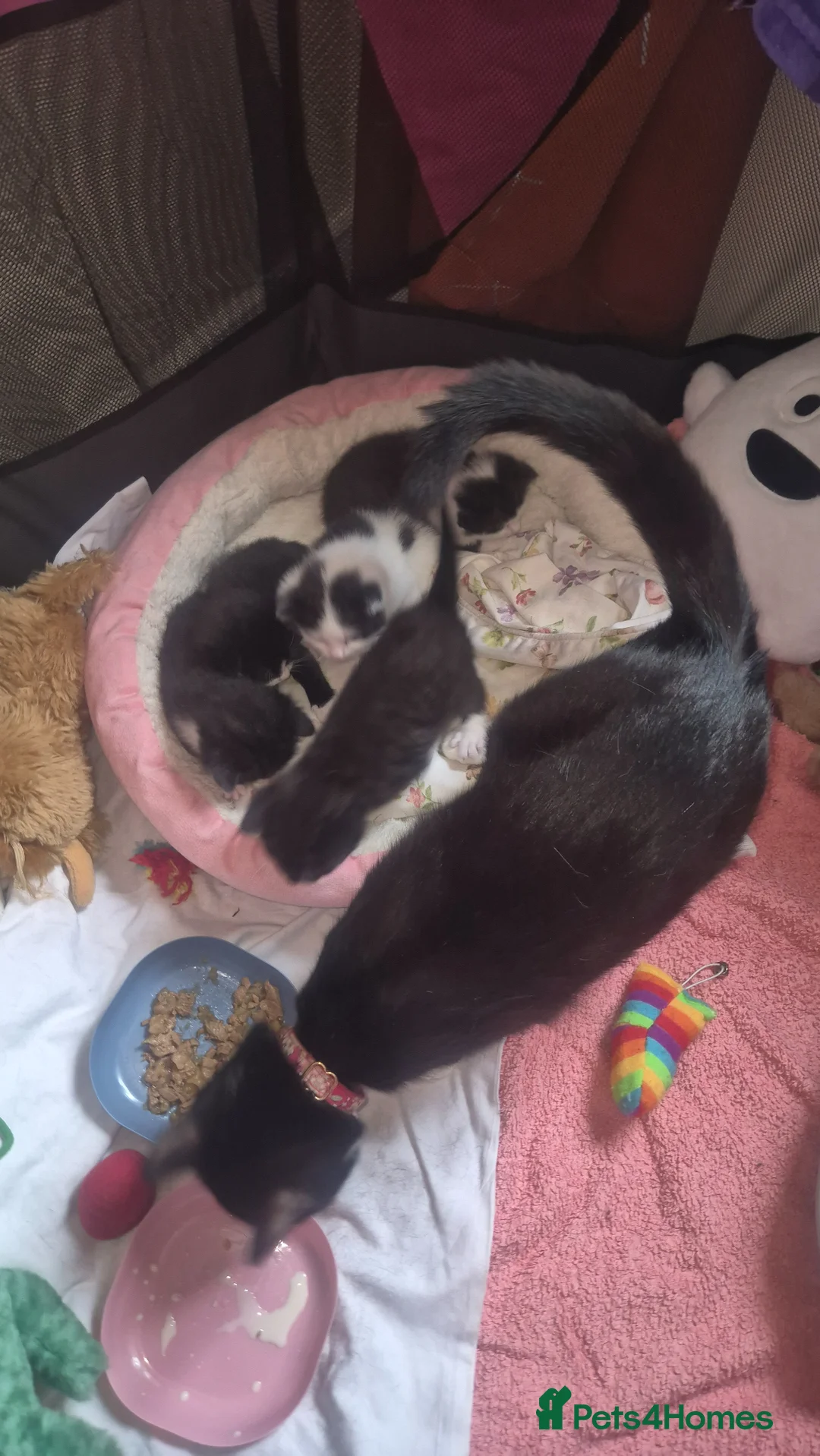 Mixed Breed cats for sale: 2 male kittens for sale in Largs - Advert 7
