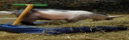 Goats livestock for sale: 2 Pygmy Goat Wethers - Advert 3