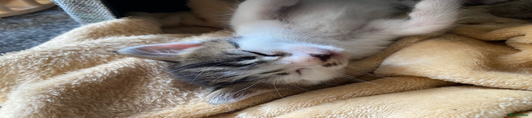 Mixed Breed Kitten 3