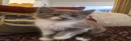 Mixed Breed cats for sale: Beautiful fluffy kittens  - Advert 12