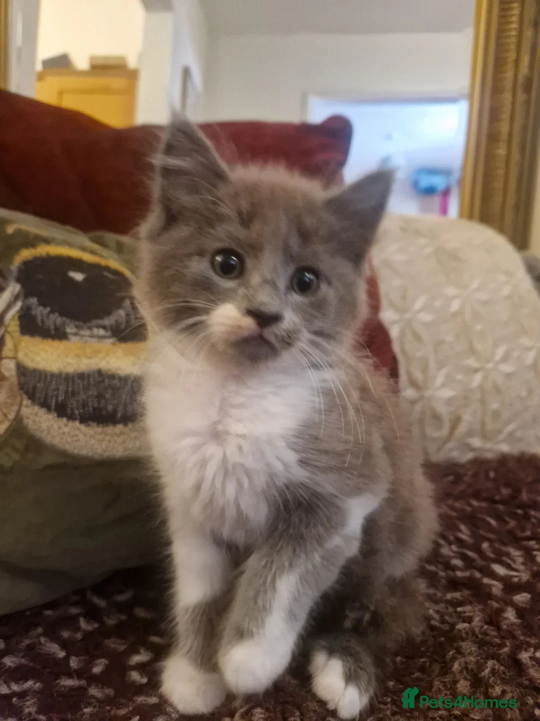 Mixed Breed cats for sale: Beautiful fluffy kittens  - Advert 12