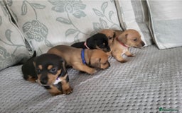 Mixed Breed dogs for sale: 5 Jack Russell x miniature dashound puppies £800 - Image 12