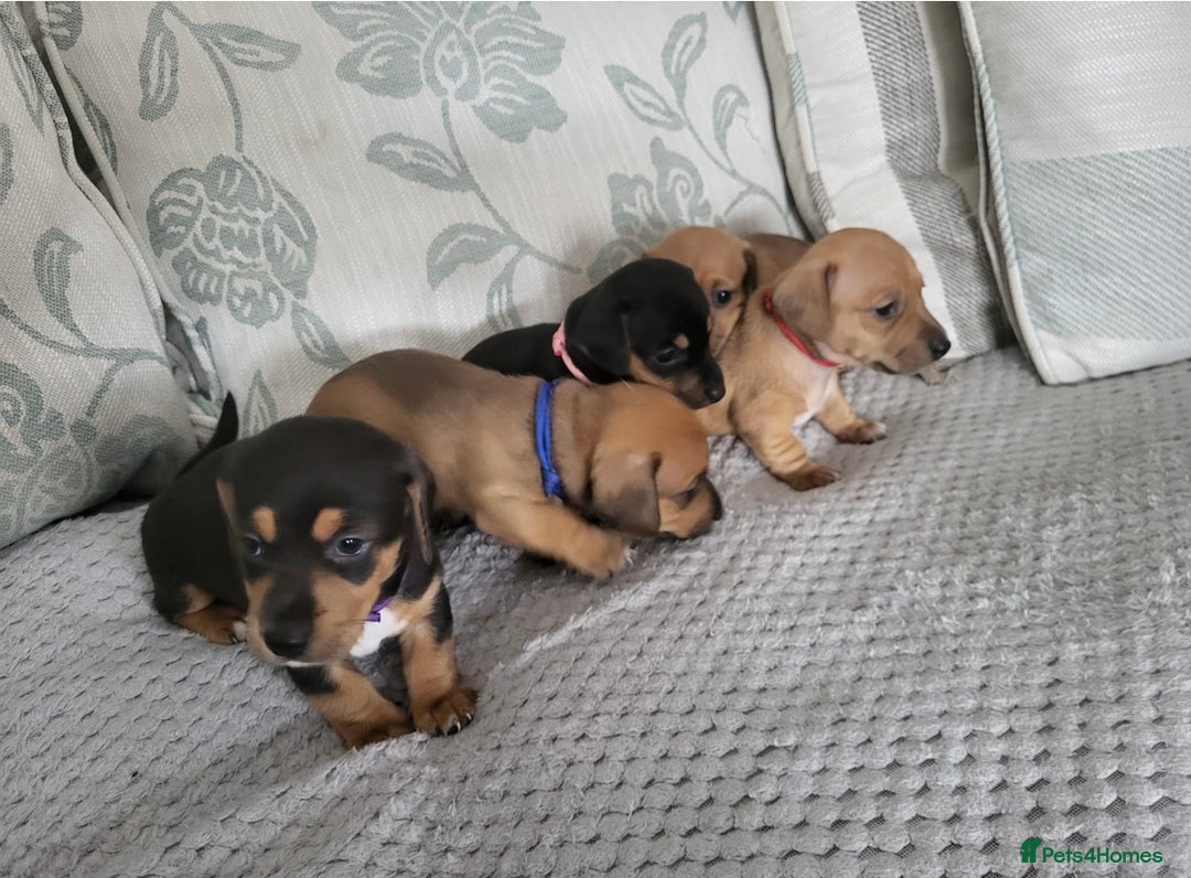 Mixed Breed dogs for sale: 5 Jack Russell x miniature dashound puppies £800 - Image 12
