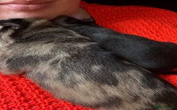 Pug dogs for sale: Pug puppies  - Image 3