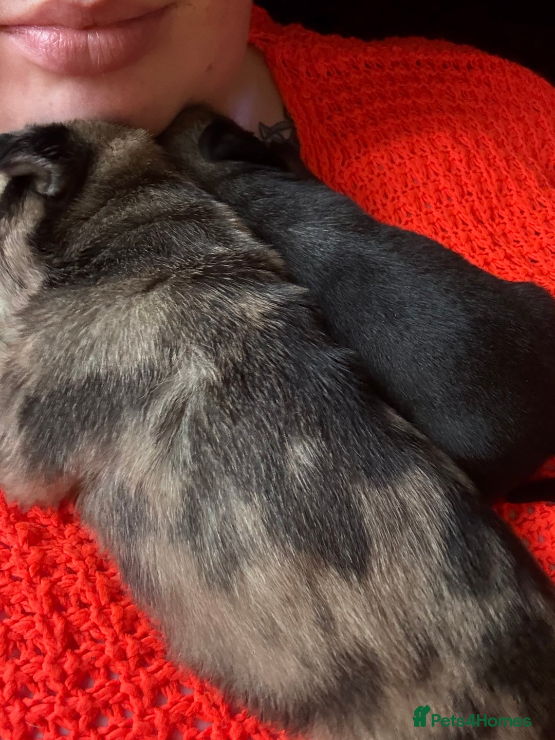 Pug dogs for sale: Pug puppies  - Image 3