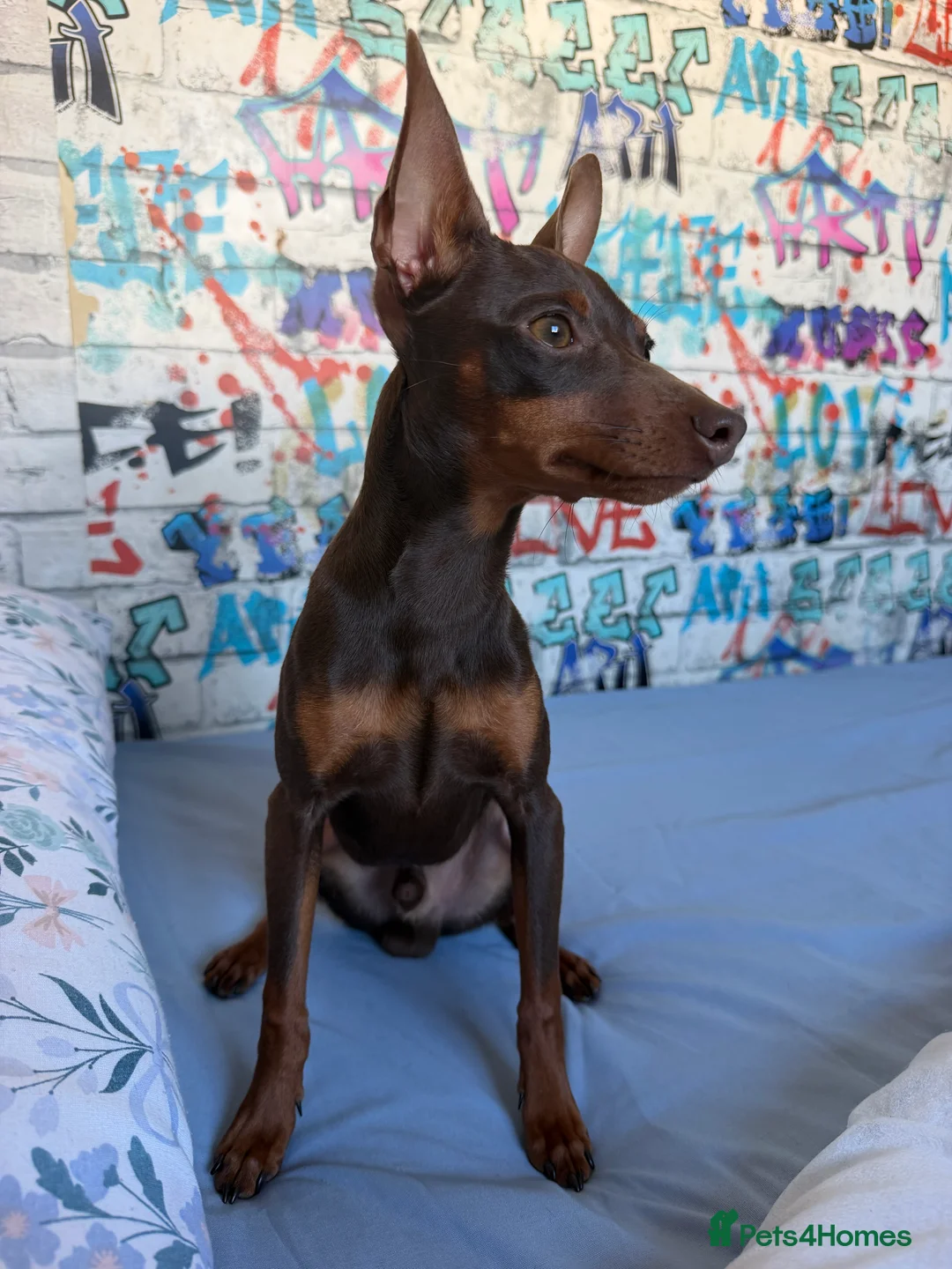 Miniature Pinscher dogs for sale: Miniature pinscher  - Advert 2