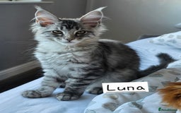 Maine Coon cats for sale: Large pedigree Tica Maine coon kittens READY  - Image 7