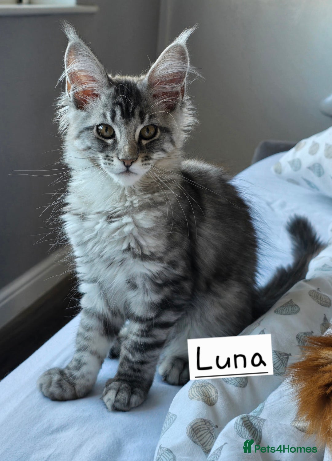 Maine Coon cats for sale: Large pedigree Tica Maine coon kittens READY  - Image 7