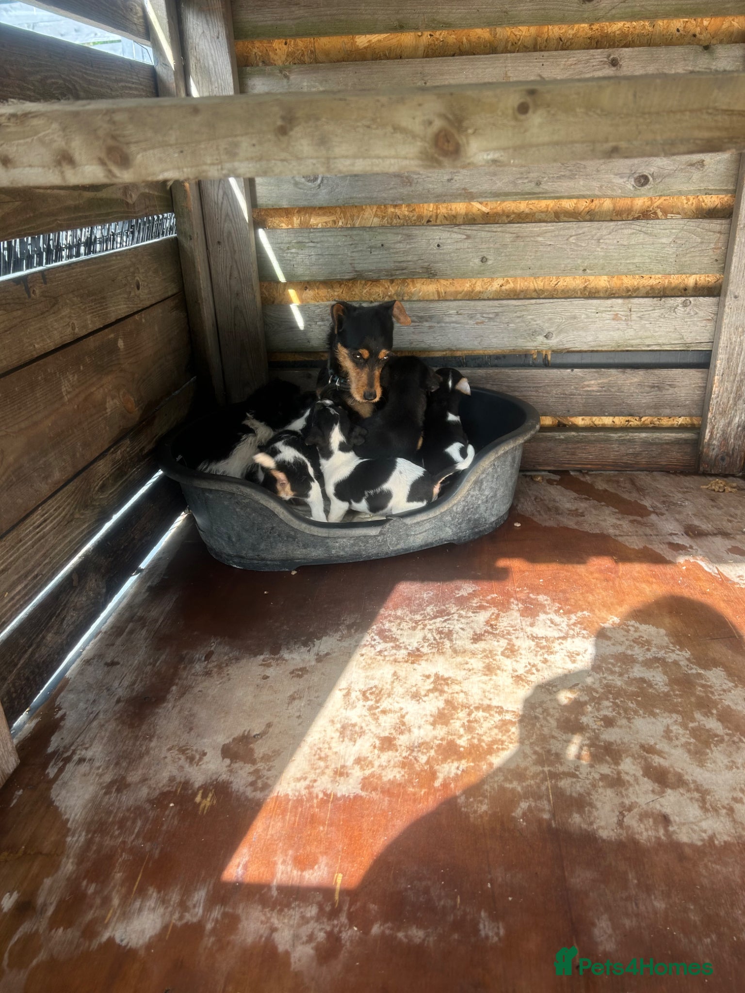 Mixed Breed dogs for sale: Jack Russell/Lakeland terrier puppies - Advert 2