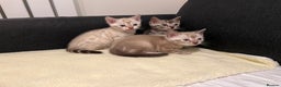 Bengal cats for sale: 🐾 TICA Registered Bengal Kittens  - Advert 5