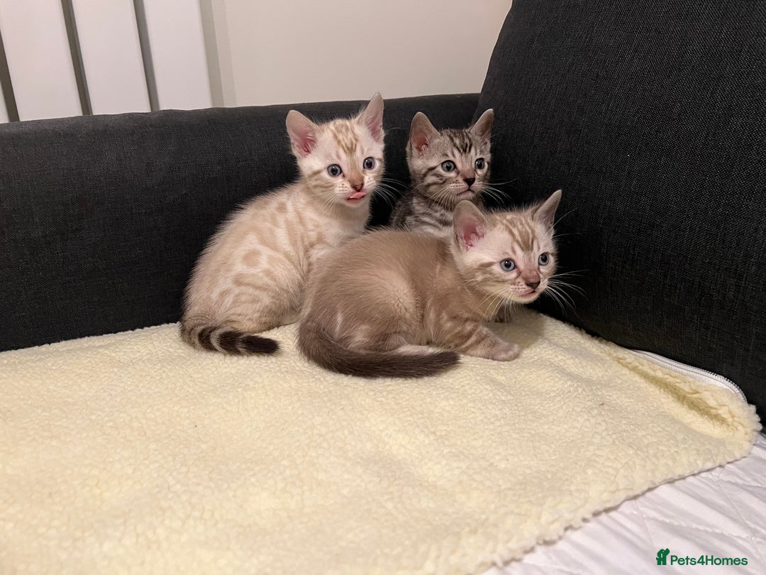 Bengal cats for sale: 🐾 TICA Registered Bengal Kittens  - Advert 5