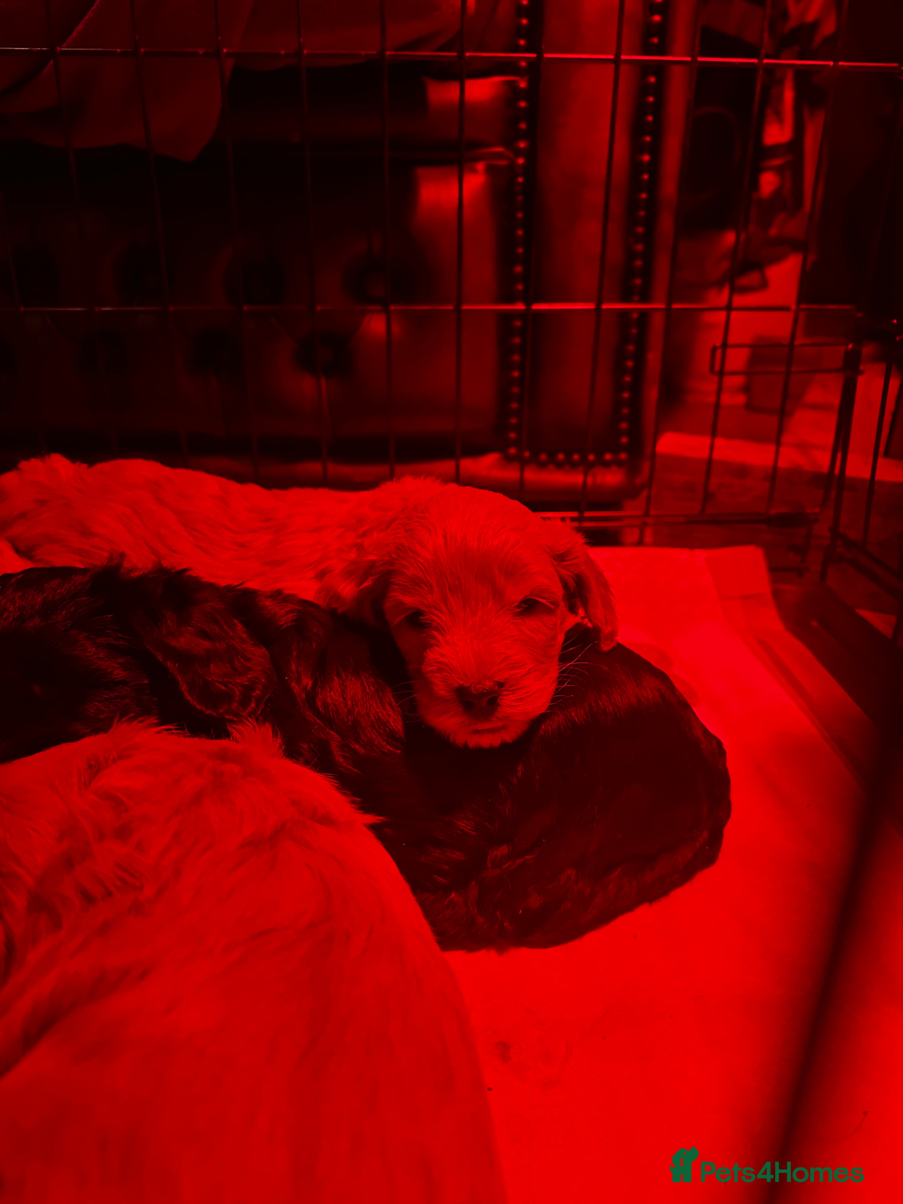 Cockapoo dogs F1B Cockapoo pups - Advert 2