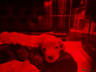 Cockapoo dogs F1B Cockapoo pups - Advert 17