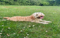 Cockapoo dogs for sale: 6 cockapoo F1 puppies seeking their forever homes - Advert 2