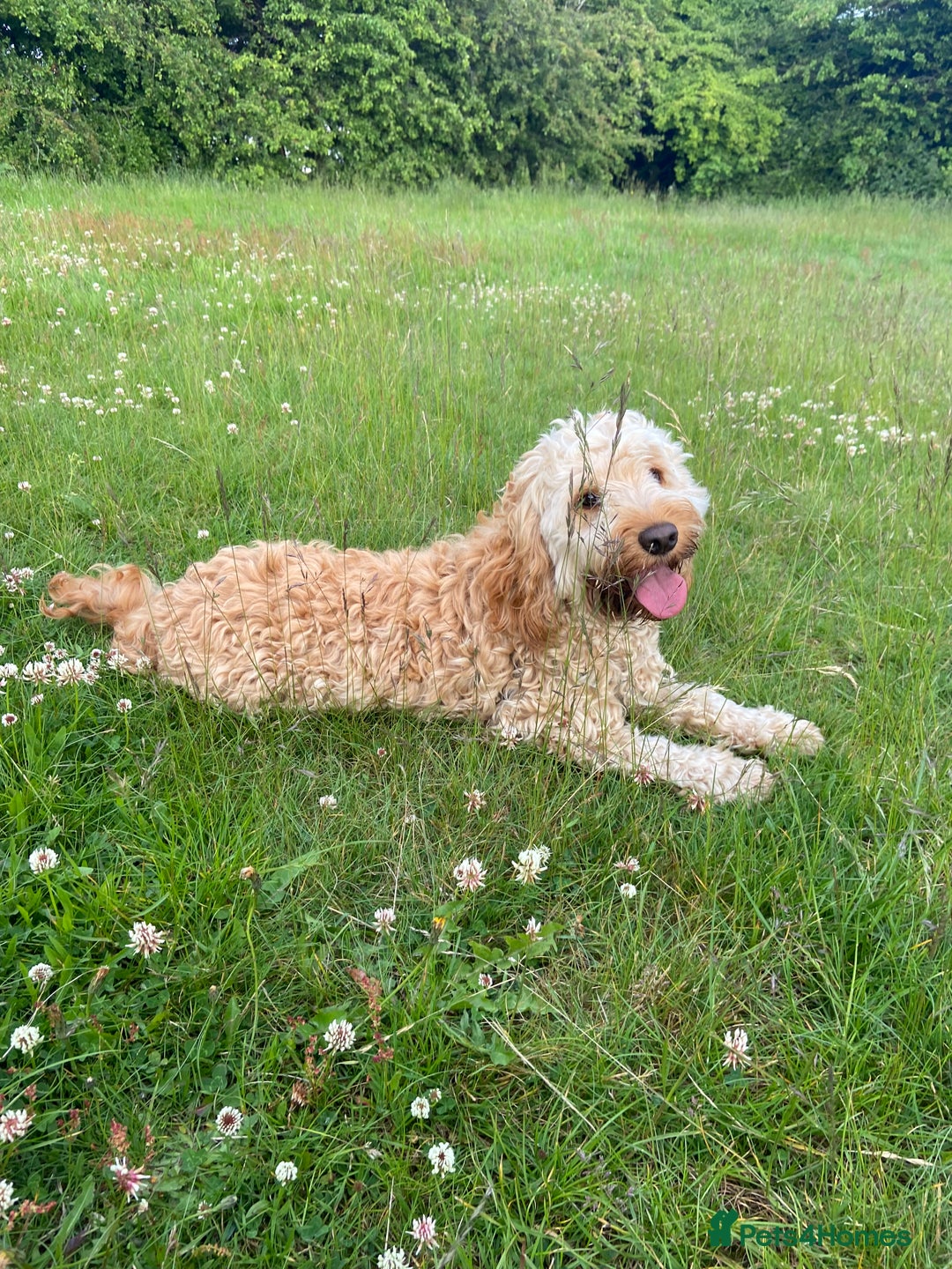 Cockapoo dogs for sale: 6 cockapoo F1 puppies seeking their forever homes - Advert 2