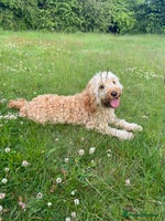 Cockapoo dogs 6 cockapoo F1 puppies seeking their forever homes - Advert 1