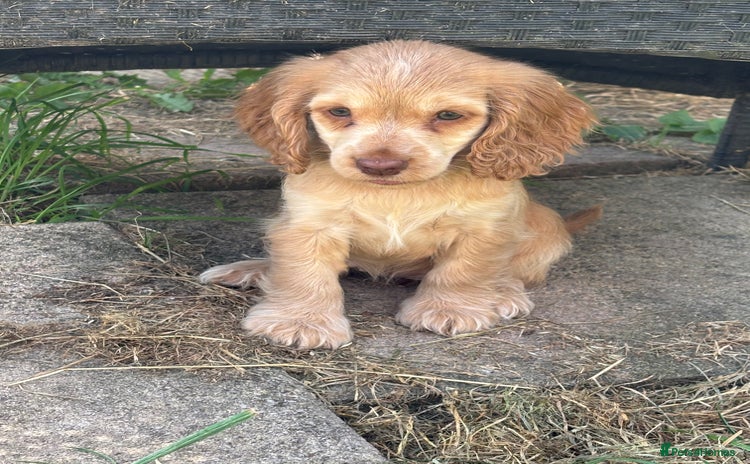 Cocker Spaniel dogs - Advert 9