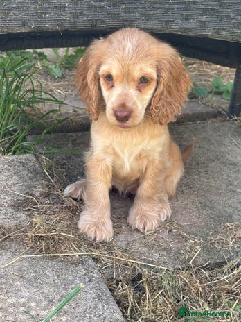 Cocker Spaniel dogs - Advert 3