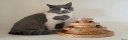 British Shorthair cats for sale: Adorable GCCF REG BSH - ready to leave - Advert 7