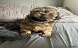 Shih Tzu dogs for sale: Adorable Shih tzu Puppies  - Image 22