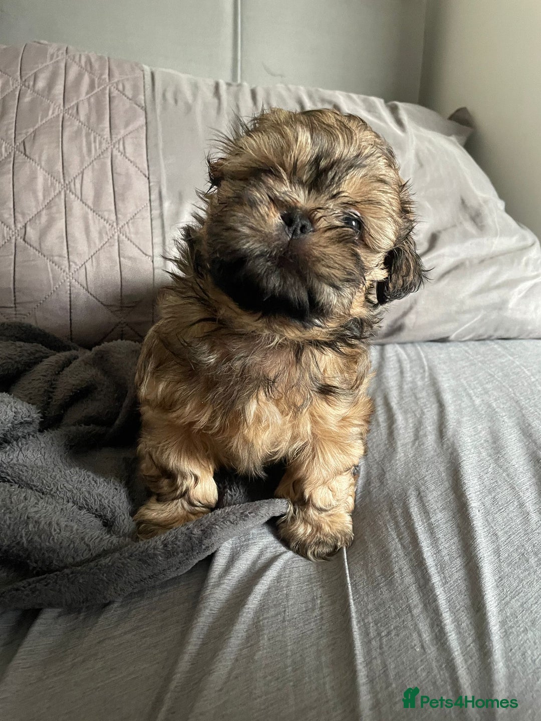 Shih Tzu dogs for sale: Adorable Shih tzu Puppies  - Image 22