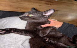 American Shorthair cats for sale: Two kittens for sale - Image 6
