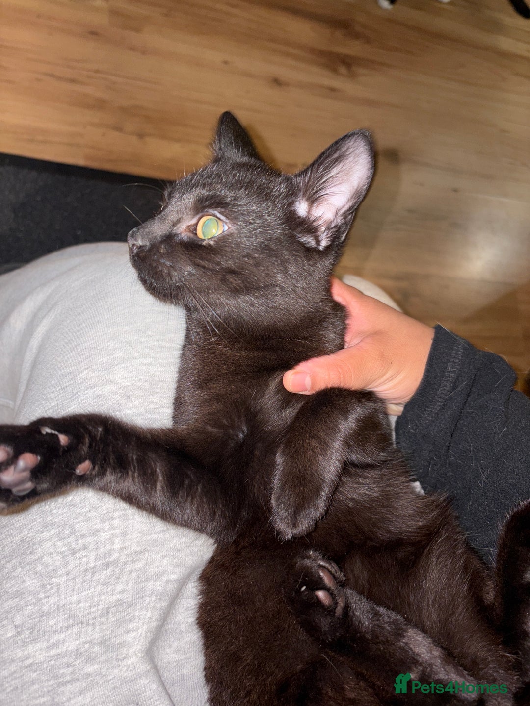 American Shorthair cats for sale: Two kittens for sale - Image 6