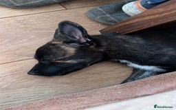 Mixed Breed dogs for sale: Staffordshire bull terrier cross German Shepherd - Image 5