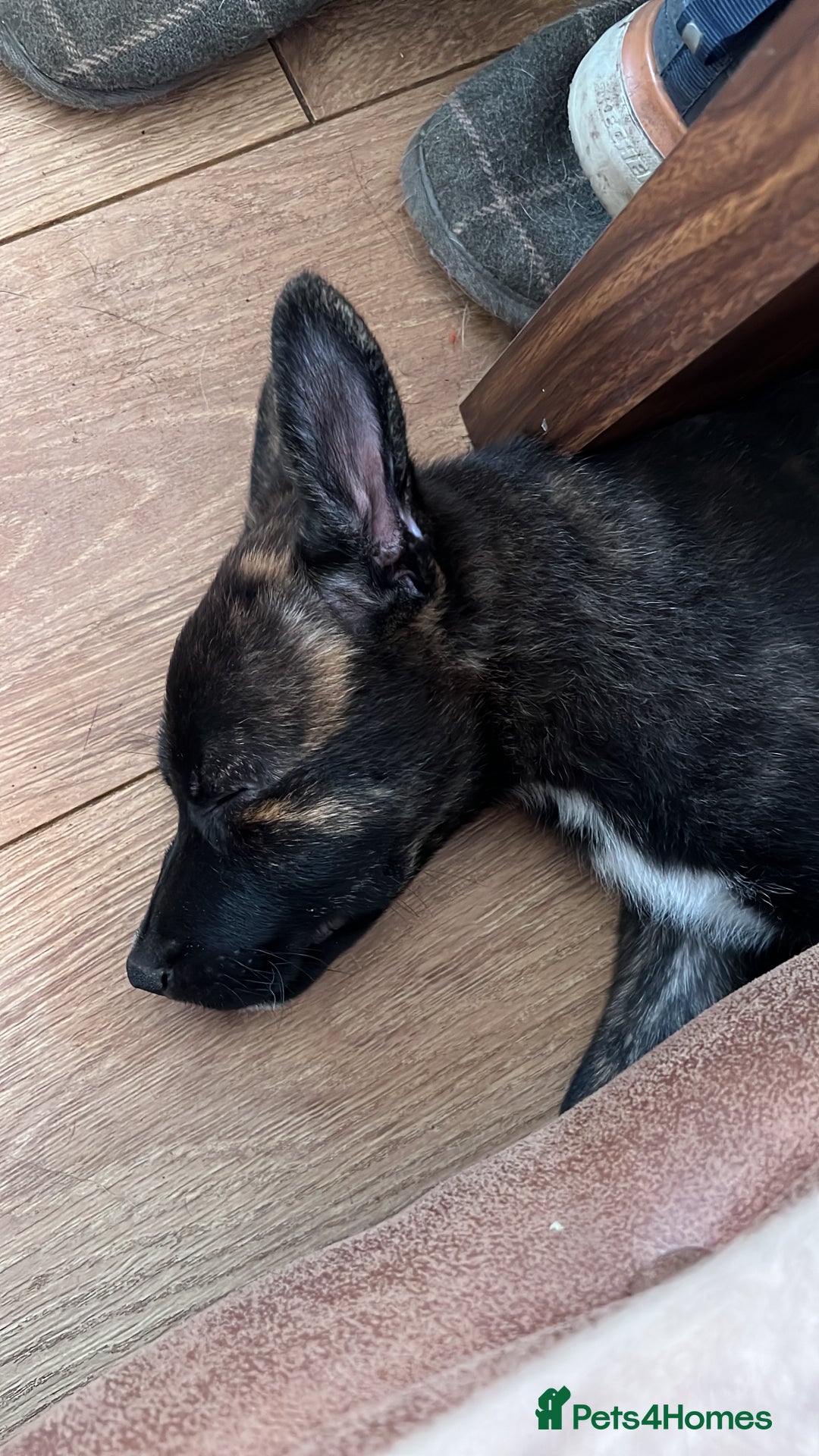 Mixed Breed dogs for sale: Staffordshire bull terrier cross German Shepherd - Image 5
