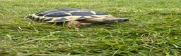 Tortoise reptiles for sale: Male & female Hermann Tortoise in Portsmouth - Advert 5