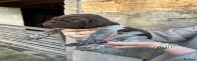 German Shorthaired Pointer Puppy 3