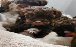 Shorkie dogs for sale: Adorable Biewer-Shih Tzu Cross Puppies  - Advert 4
