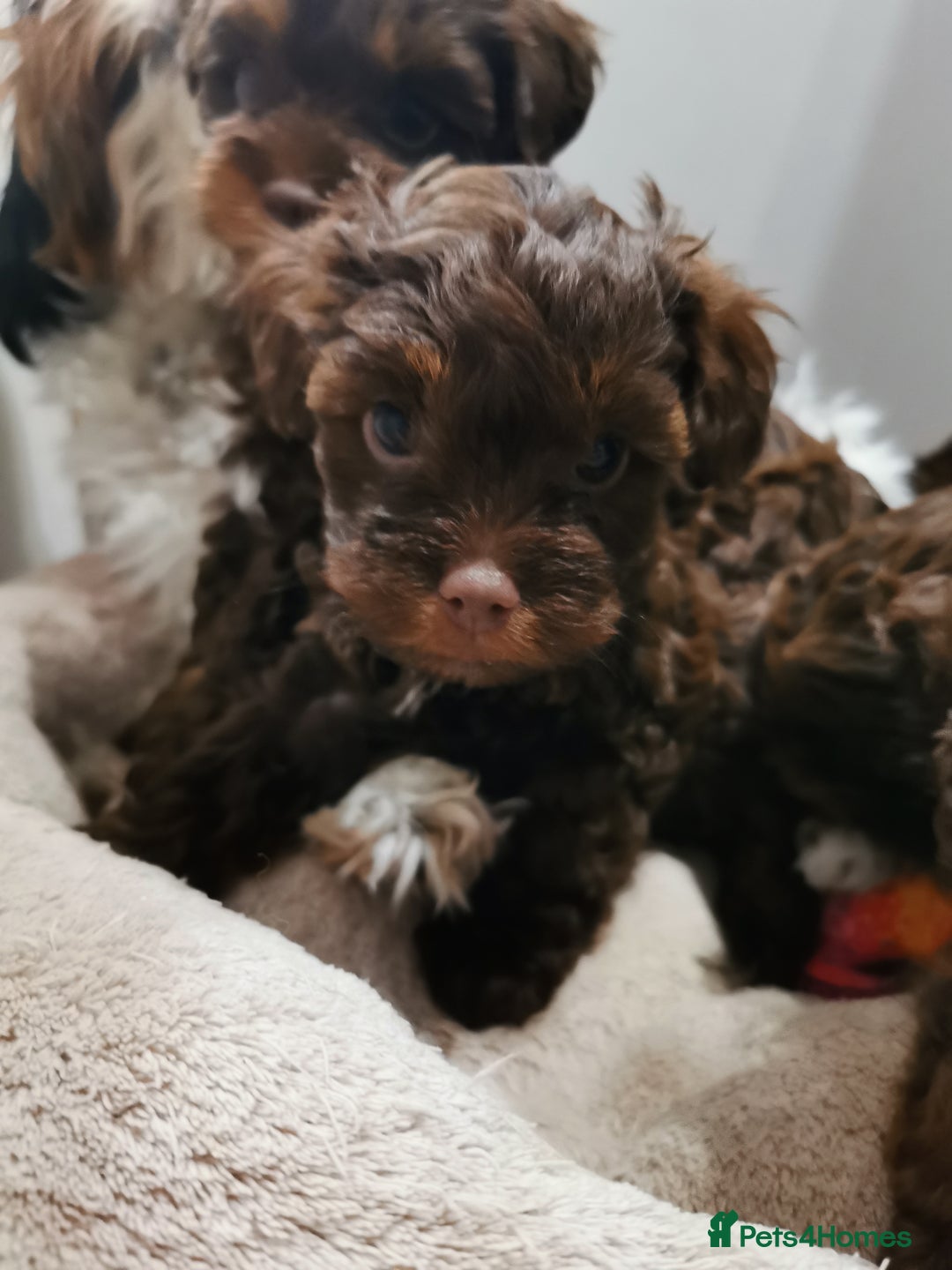 Shorkie dogs for sale: Adorable Biewer-Shih Tzu Cross Puppies  - Advert 4
