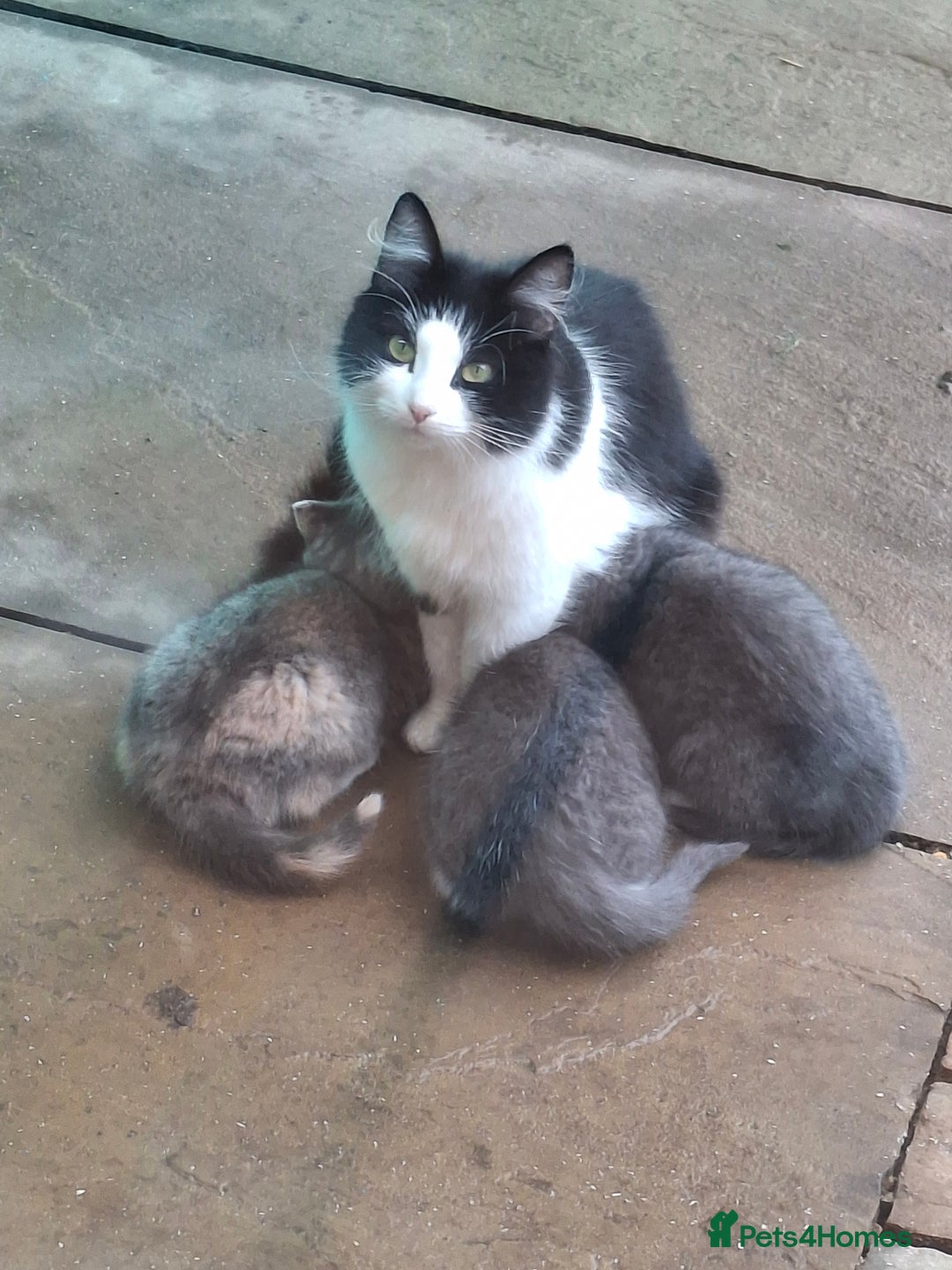 Mixed Breed cats for sale: Grey kittens  - Advert 18