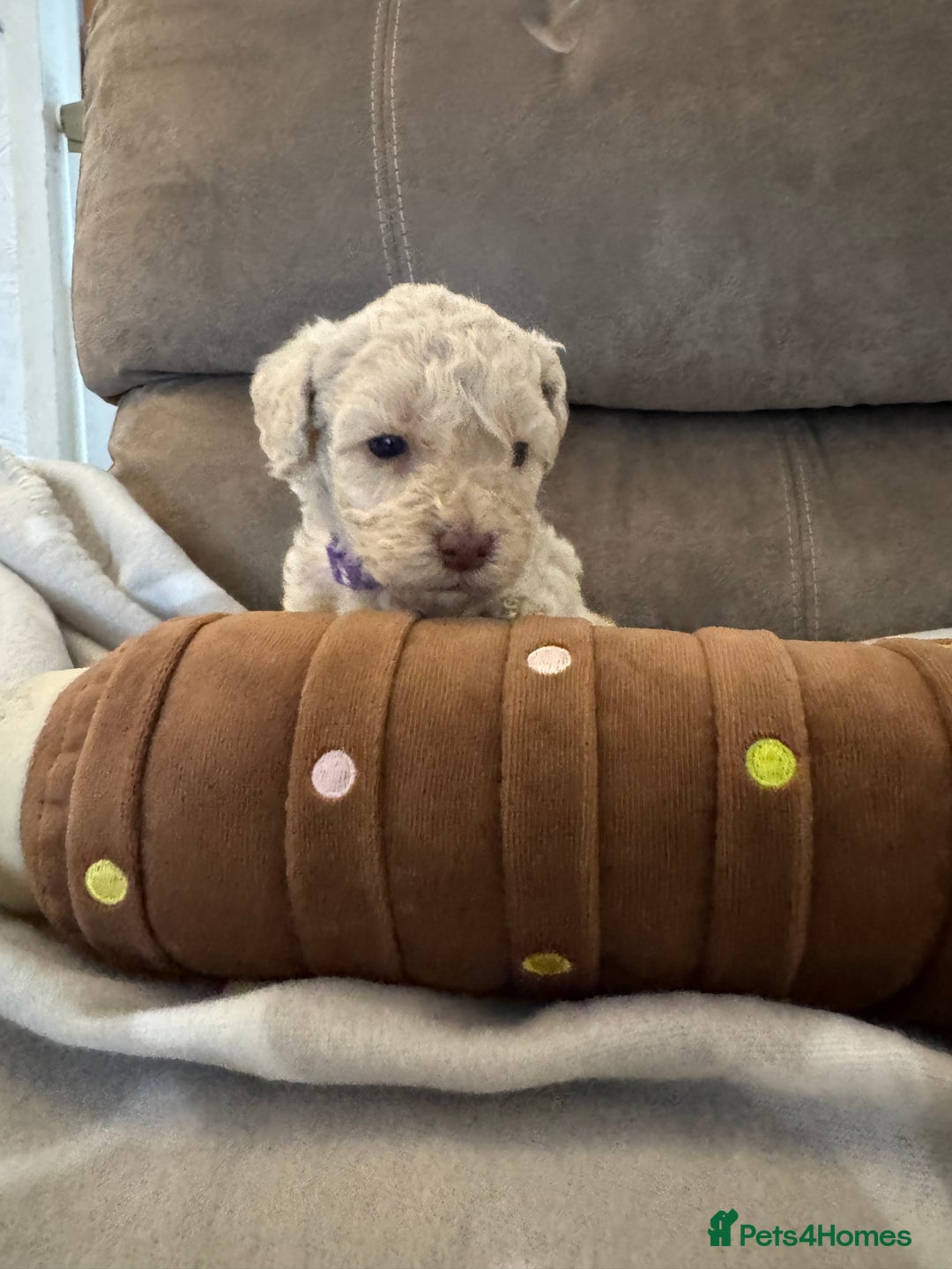 Labradoodle dogs for sale: Miniature Labradoodle puppies - Image 28