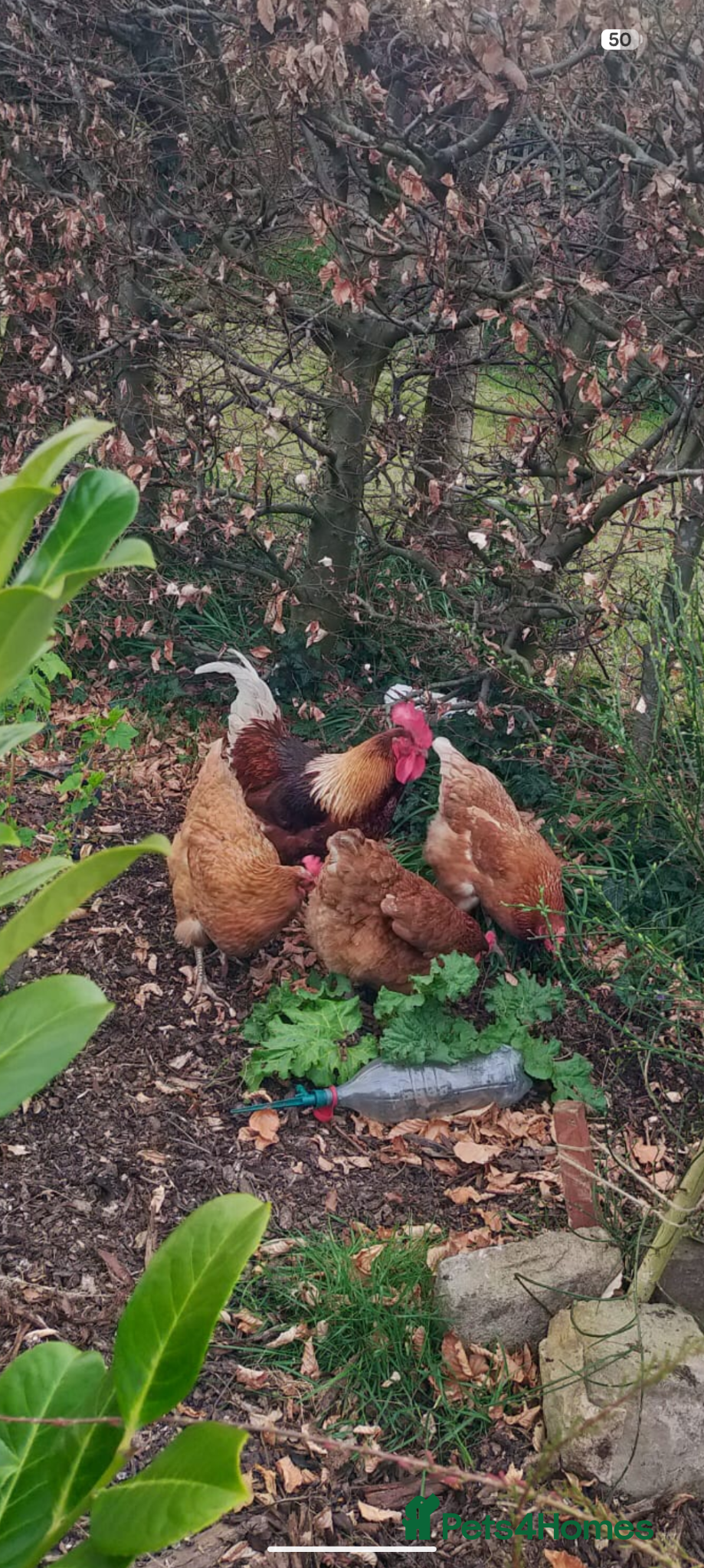 Chickens poultry for sale: Goldline Rooster (George) - Advert 3