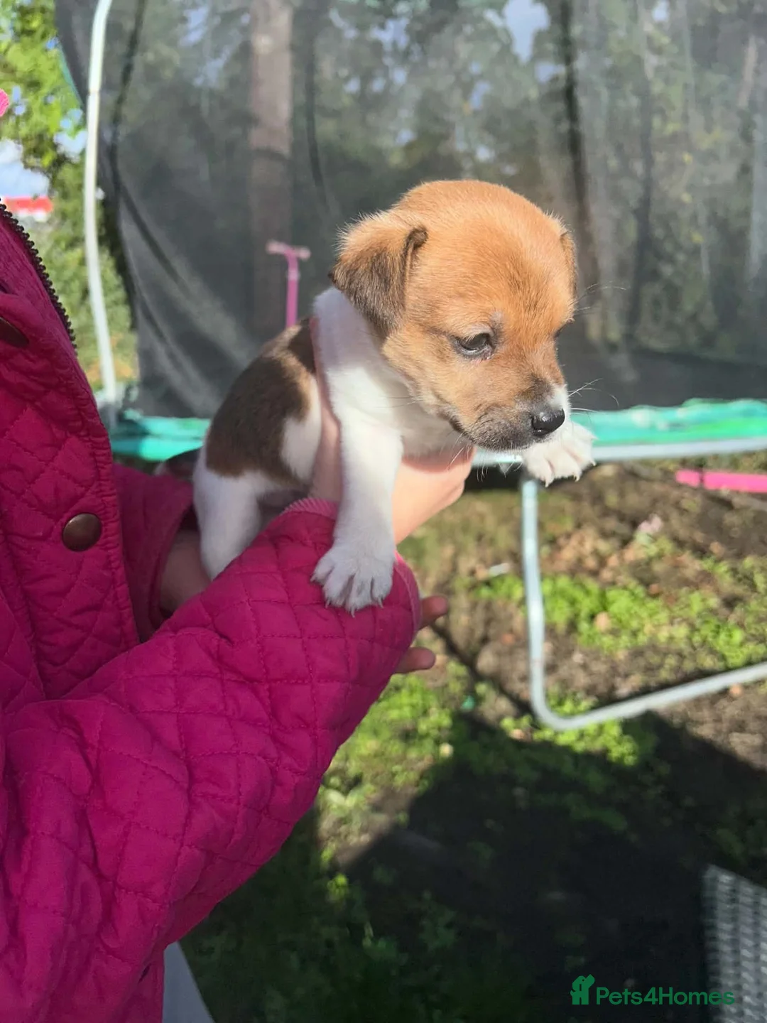 Jack Russell dogs for sale: Jack Russell puppies  - Advert 4