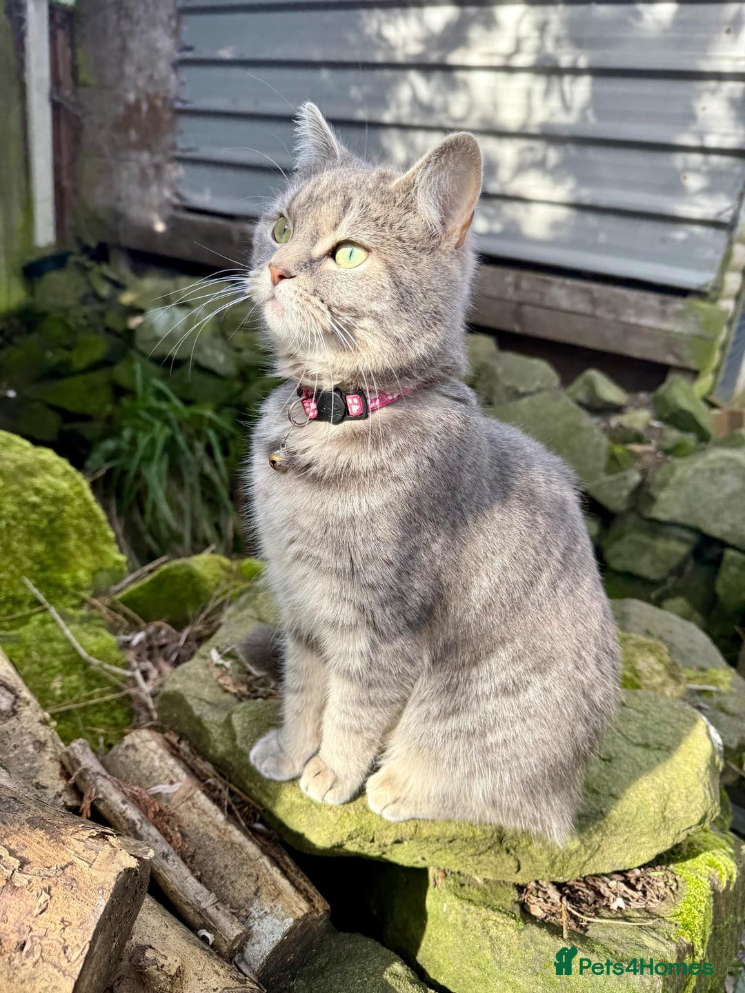 Mixed Breed cats for sale: Russian blue x tabby girl  - Image 1