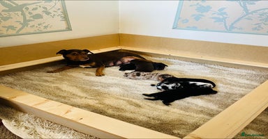 Jack Russell dogs - Advert 7