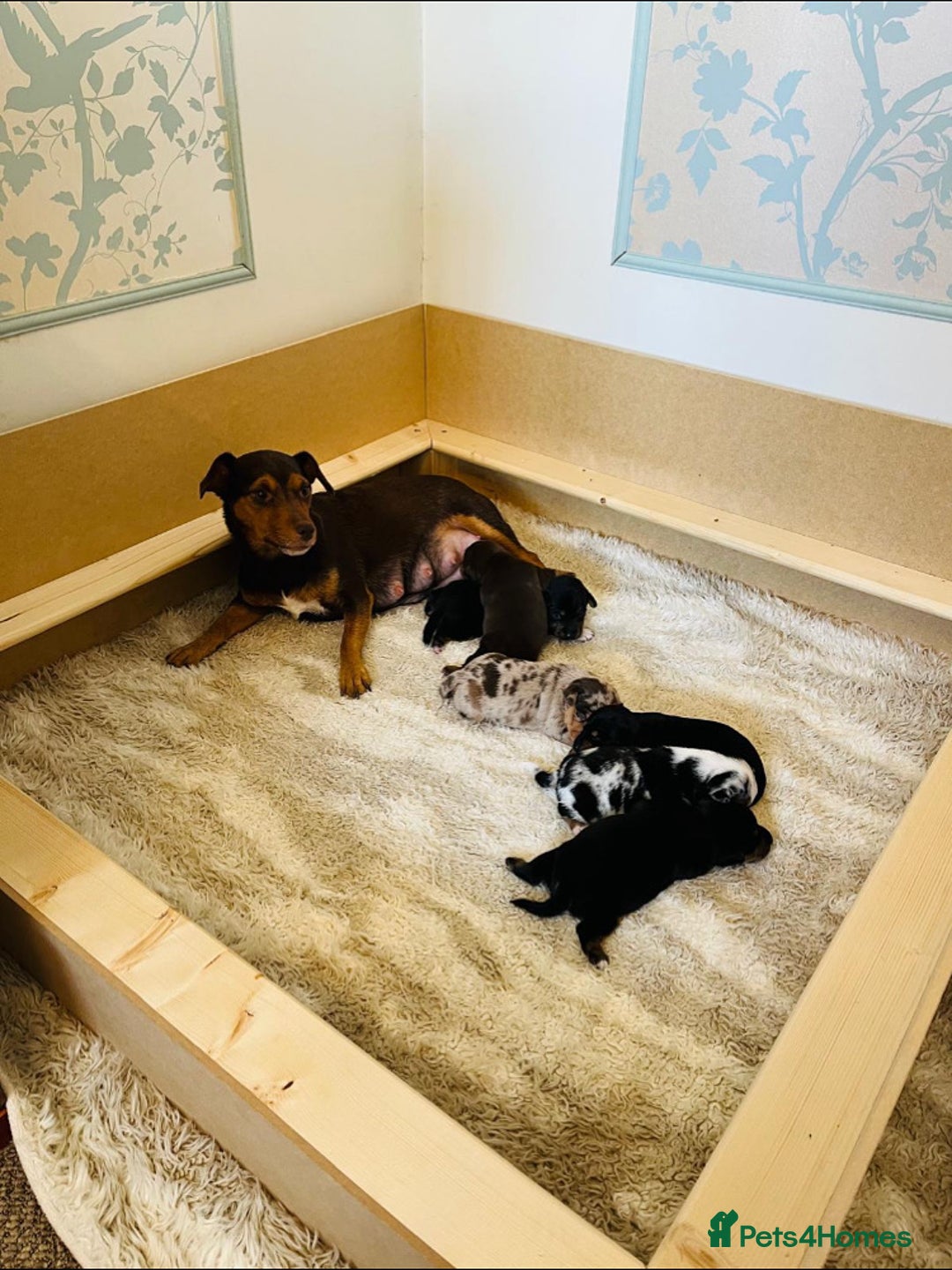 Jack Russell dogs for sale: Miniature Jack Russells  - Image 12