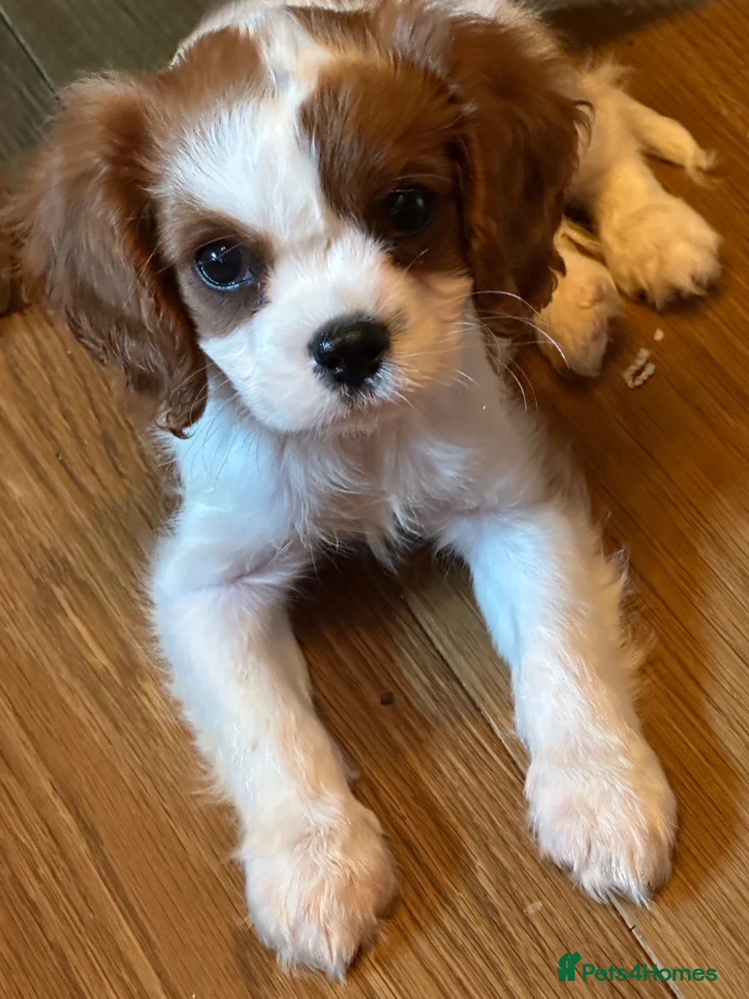 King Charles Spaniel dogs for sale: Loving King Charles Pup - Advert 2