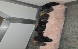 Mixed Breed dogs for sale: Chaffy puppies - Image 9