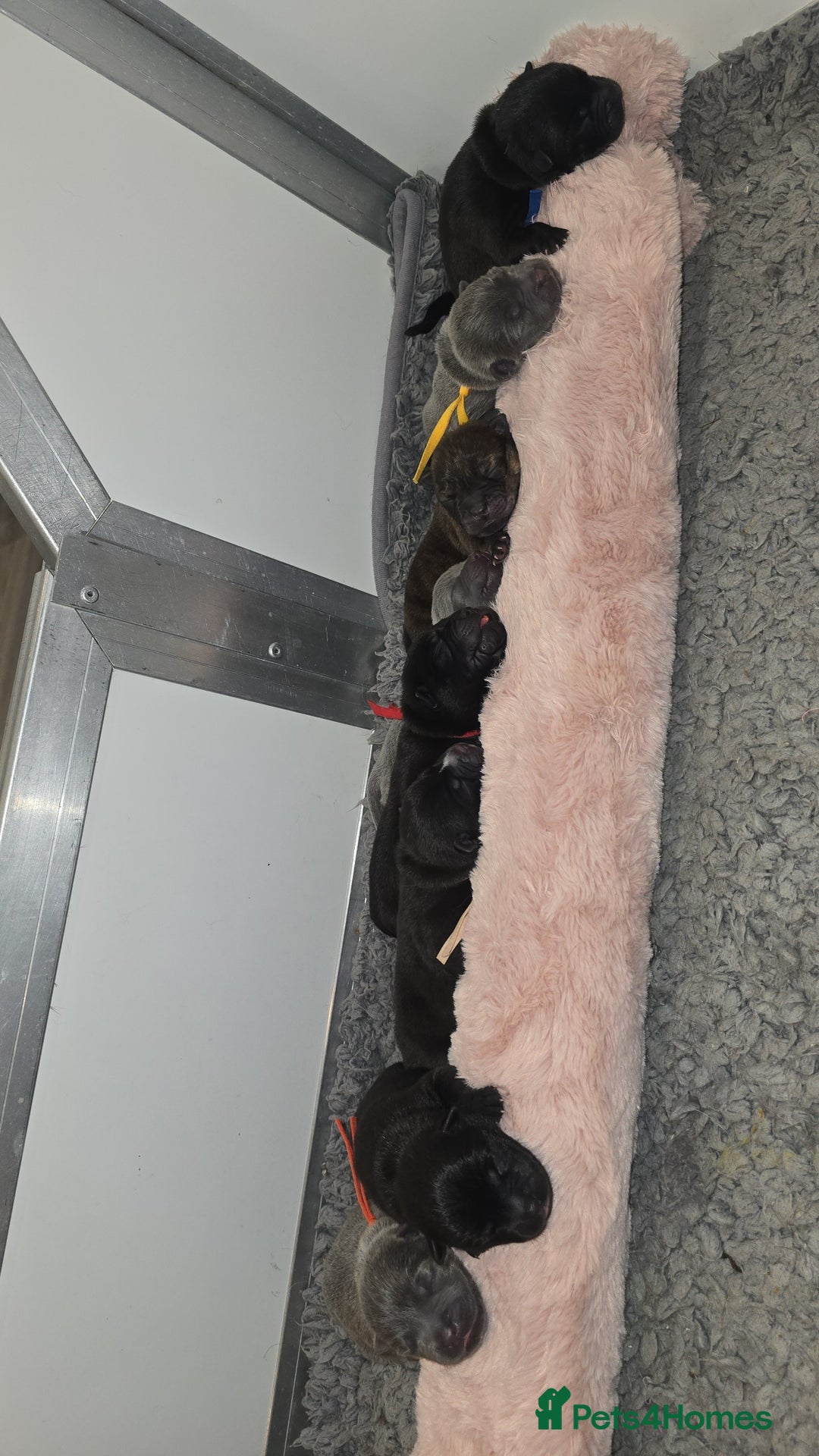 Mixed Breed dogs for sale: Chaffy puppies - Image 9