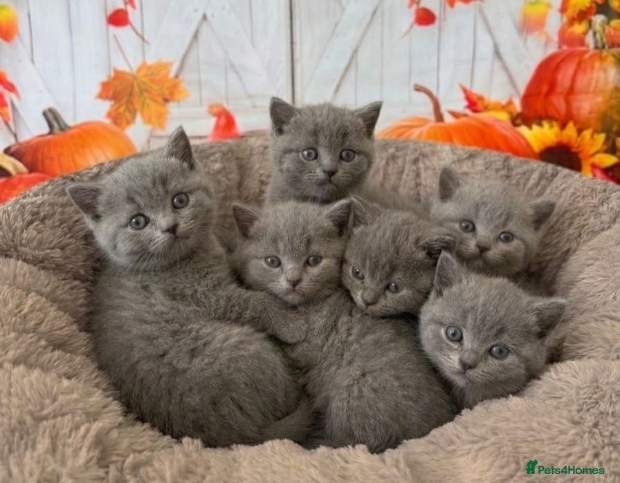 British Shorthair cats British Shorthair Kittens - Advert 1
