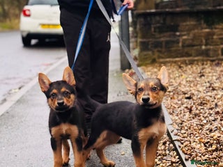 German Shepherd dogs Exceptional German Shepherd Girls - Advert 1