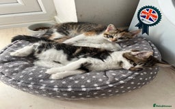 Domestic Shorthair cats for sale: Tabby male kitten for sale - Image 5