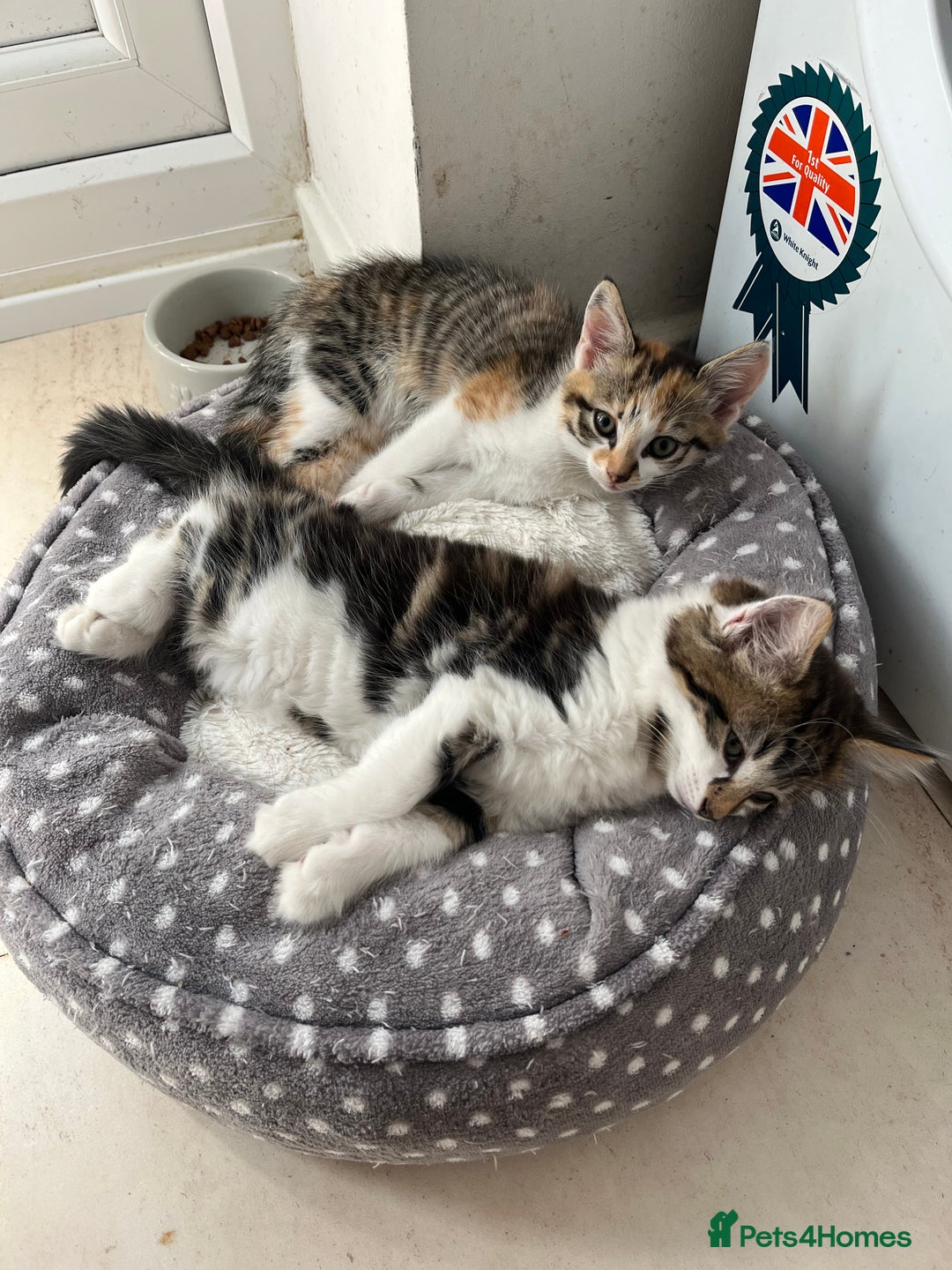 Domestic Shorthair cats for sale: Tabby male kitten for sale - Image 5
