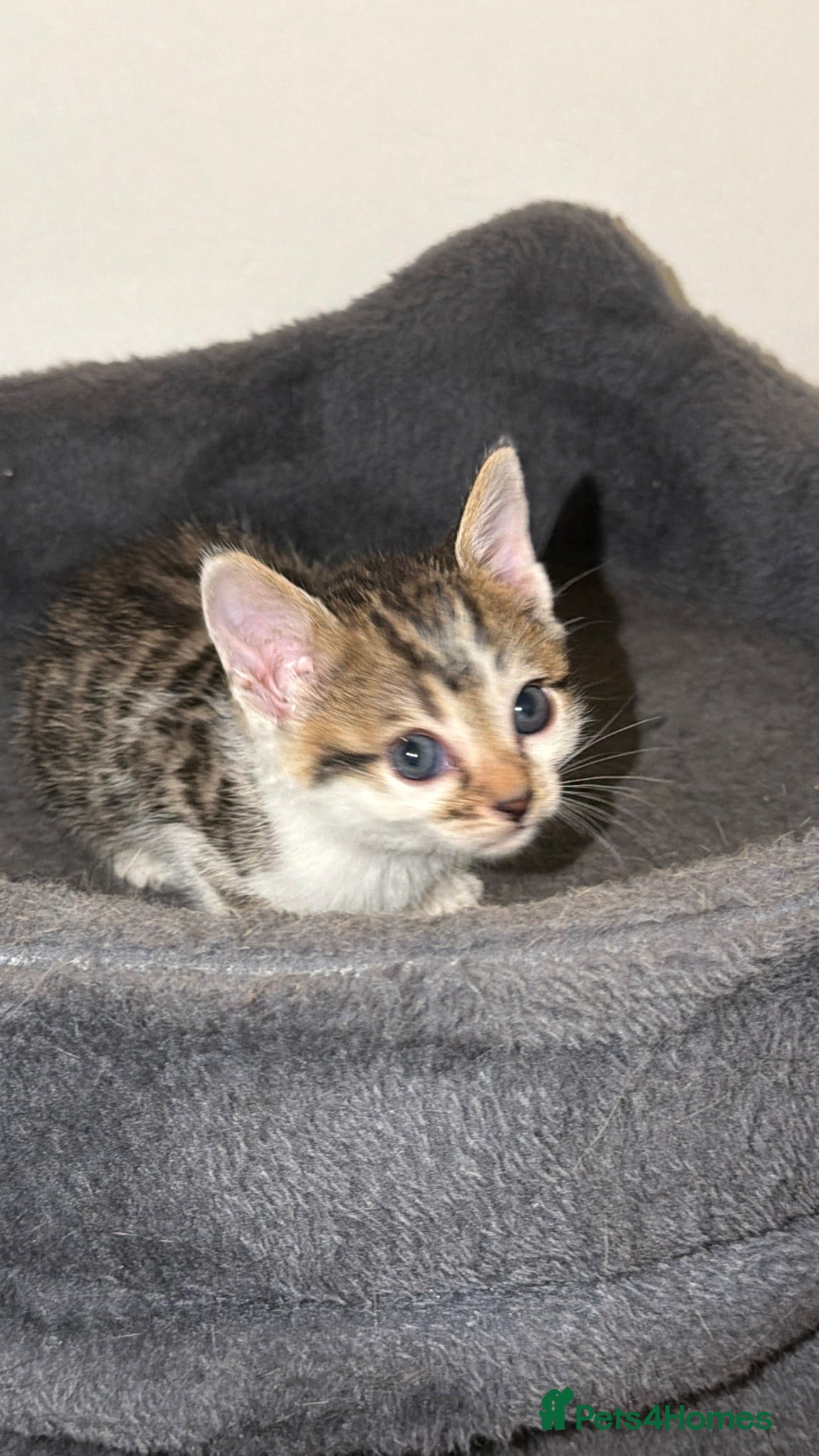 Bengal cats Bengal / Norwegian forest - Advert 9
